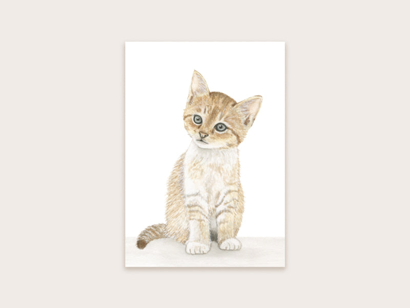 Postkaart Appeloogje | kitten